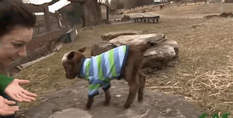 Baby Goat Spends Her First Day In The World And Cant Handle It