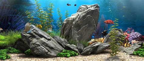 3d Fish Aquarium 219 Live Freshwater Aquarium Hd Wallpaper