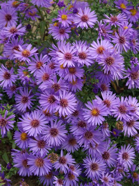 Aster Woods Purple Bluestone Perennials Flowers Perennials Full