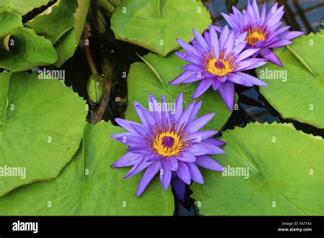 Purple Lotus Flower Stock Photo Alamy