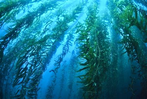 Kelp Forests May Be Gone For Good In Northern California