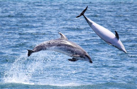 Bottlenose Dolphin New Zealand Marine Mammals