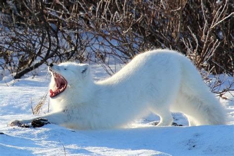 10 Arctic Animals You Dont Typically See