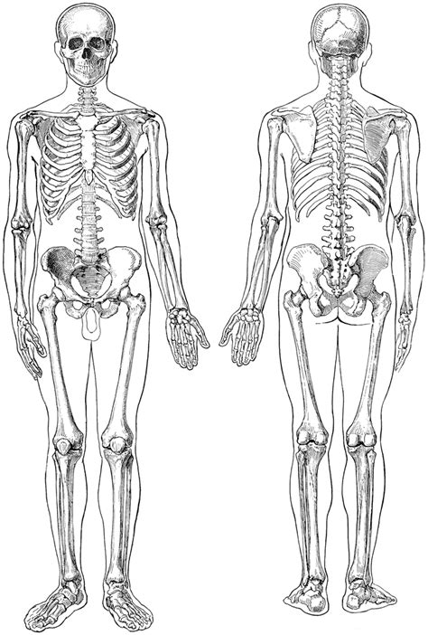 Human Skeleton Front And Back Sketch Coloring Page
