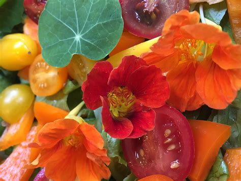 The 9 Best Edible Flowers For Colorful Summer Cooking — Kitchen Plot