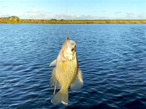 How To Fish For Crappie In Texas The Complete Guide Updated 2023