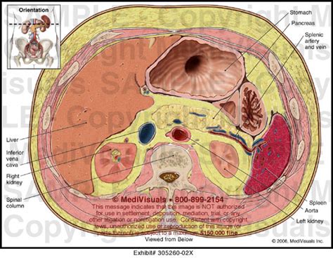 Abdominal Cross Section Medical Illustration Medivisuals