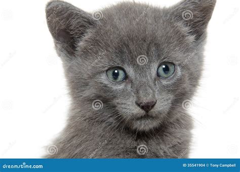 Cute Gray Kitten Stock Photo Image Of Adorable Gray 35541904