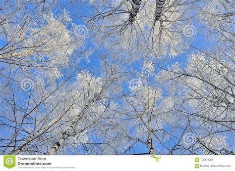 Tops Of Birch Trees With Hoarfrost Covered On A Blue Sky Background