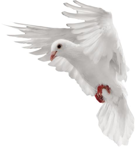 White Flying Pigeon Png Image Transparent Image Download Size 461x500px