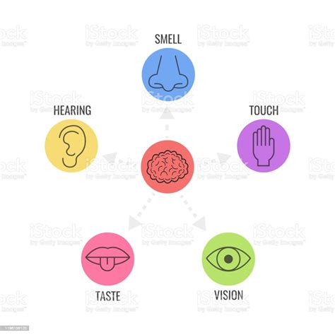Icon Set Of Five Human Senses Simple Line Icons Vector Illustration