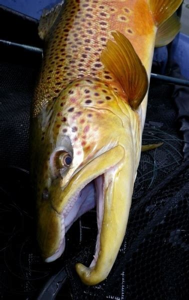Fly Fishing Image Of Brown Trout Shared By Nick Laferriere Fly