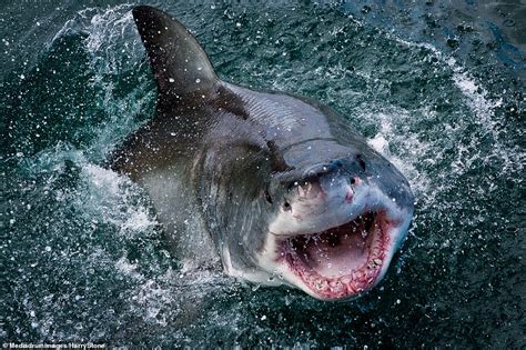 The Jaws Of Death Close Ups Of A Great White Shark In South Africa