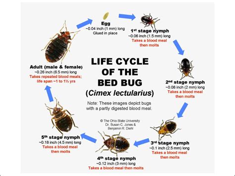 Bed Bug Facts Know Them All Bed Bug Guide