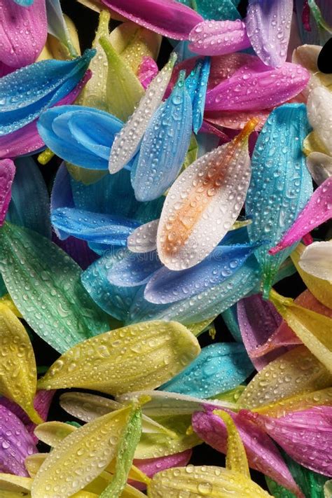 Colourful Multi Coloured Flower Petals With Water Droplets Glinting On