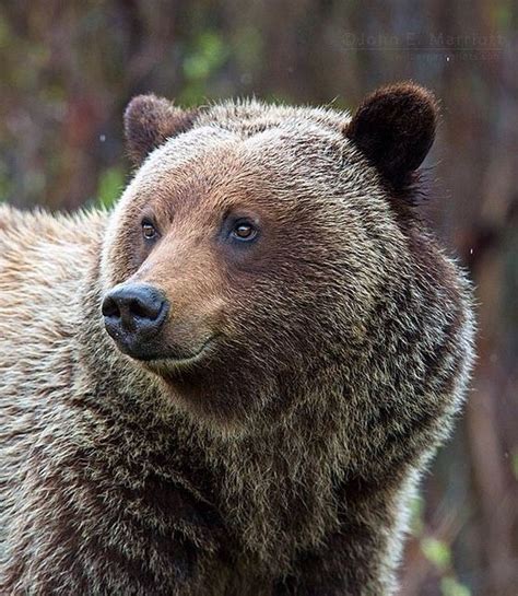 Grizzly Bear Portrait Wildlife Photography Bear Fine Art Bear Wall