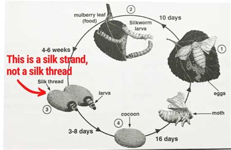 Silk Production Process