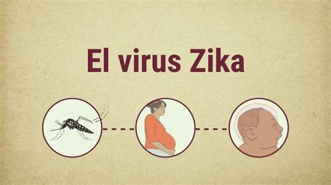 Desarrollan Una Terapia Para Contrarrestar Los Daños Del Virus Del Zika En Mujeres Embarazadas