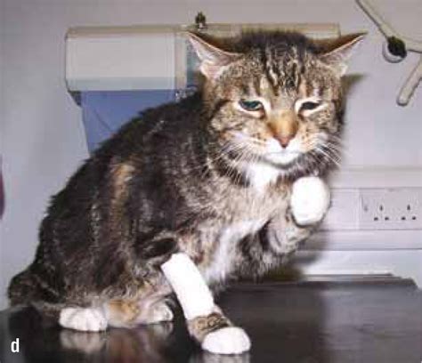 Images, pics, pictures and photos of acromegaly. Acromegaly in cats | The Veterinary Nurse