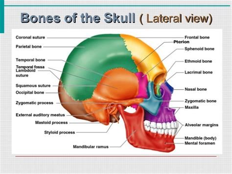 Bones Of Skull Human Anatomy