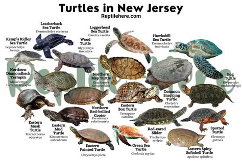 Turtles In New Jersey 18 Species That Are Found Here
