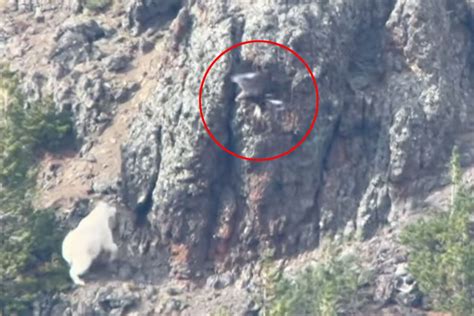 Watch A Mountain Goat Fend Off An Eagle Attack Afield Daily