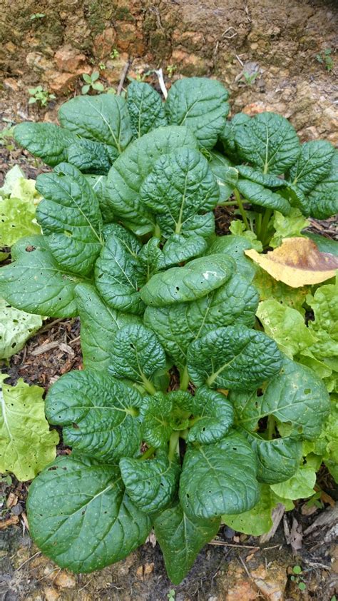 Secara informal disebut dengan veggies) merupakan bagian dari tanaman yang dapat digunakan dalam masakan atau dimakan secara mentah. SAYUR KOMATSUNA HIJAU | Tanomkinotuan