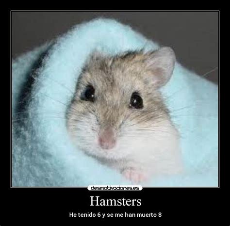 Hamsters Desmotivaciones