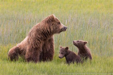 Grizzly Bear Sow With Cubs Ron Niebrugge Photography
