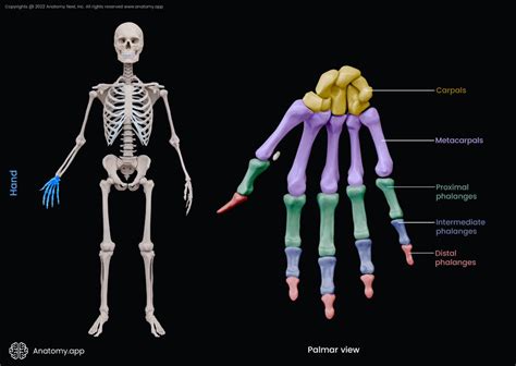 Metacarpal Bones Encyclopedia Anatomyapp Learn Anatomy 3d