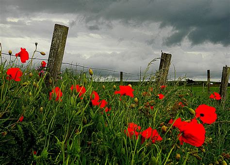 stormy poppies beautiful flowers photos ful image flower photos