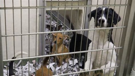 Lewiston animal shelter helps rescue puppies, kittens at risk of being ...