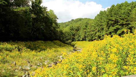 Yellow Flowers Grow Wild Along This Mountain River Bed Stock Footage Video 4619852 Shutterstock