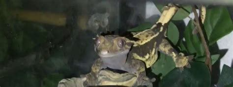Can Geckos See In The Dark Do They Have Good Eye Sight Pocket Pet