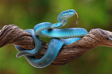 Turquoise Blue Viper Photograph By Pujo Laksono Fine Art America