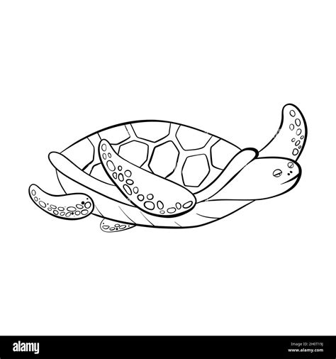 Vector Black Outline Cartoon Doodle Sea Turtles Stock Vector Image