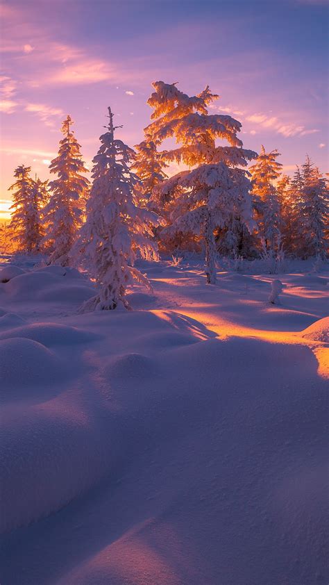 Winter Landscape With Forest Clouds Snow Trees Yakutia Russia