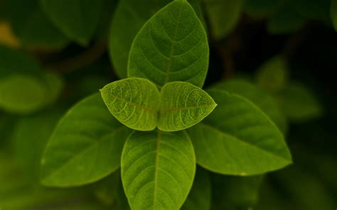 Download Wallpaper 3840x2400 Leaves Green Macro Plant Bush 4k Ultra