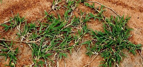 How To Kill Bermuda Grass And Get Rid Of It In Your Lawn Agreenhand