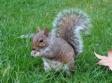 Share Your Squirrel Stories With Chicago Researchers Chicago Tonight