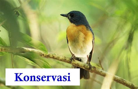 √ Pengertian Konservasi, Macam, Tujuan, Manfaat, dan Contohnya | Guru Sains