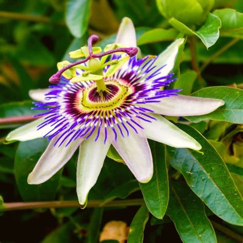 Passiflora Caerulea The Complete Care Guide And Religious Meaning