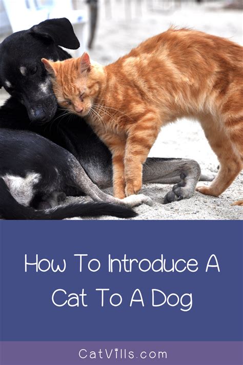 How To Introduce New Cat To Cat Love Cats Talk