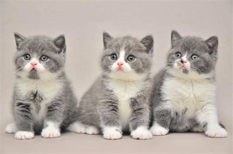 See more ideas about cat drawing, cat art, animal art. 20+ Inspiration Cute Minecraft Cat Drawing | Charmimsy
