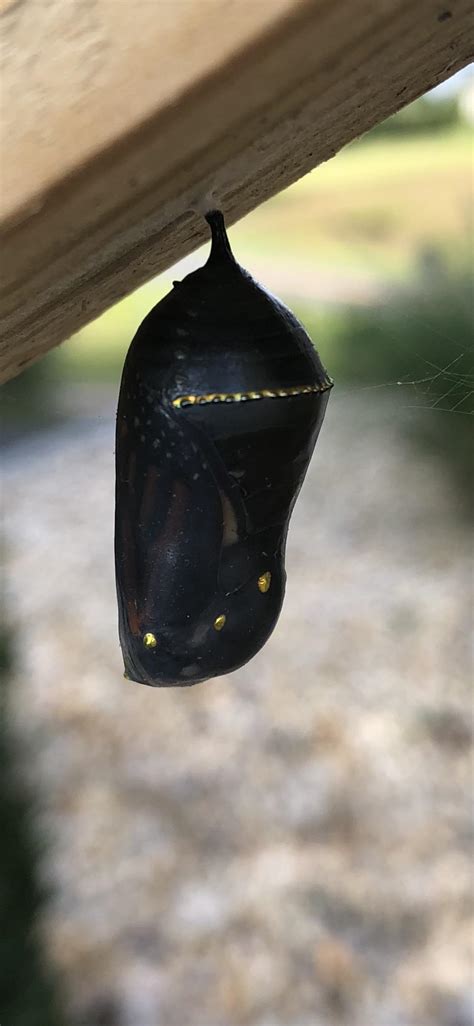 Luthfiannisahay Monarch Butterfly Gold On Chrysalis