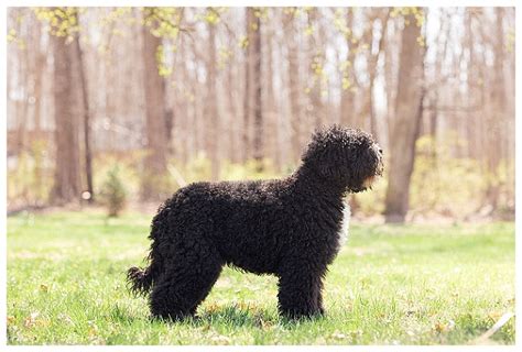 Our Barbet Ginkgo Barbet Barbet Breeder French Water Dogs