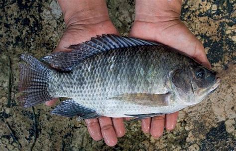 Tilápia Azul Peixe Características Reprodução Alimentação Habitat E