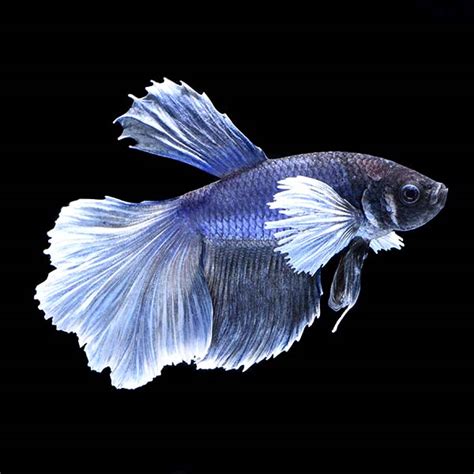 Betta Elephant Ear