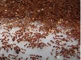 Pictures of Red Fire Ants Facts