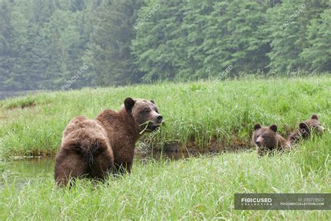 Grizzly Bear With Cubs Enjoying Green Grass On Meadow — Estuary